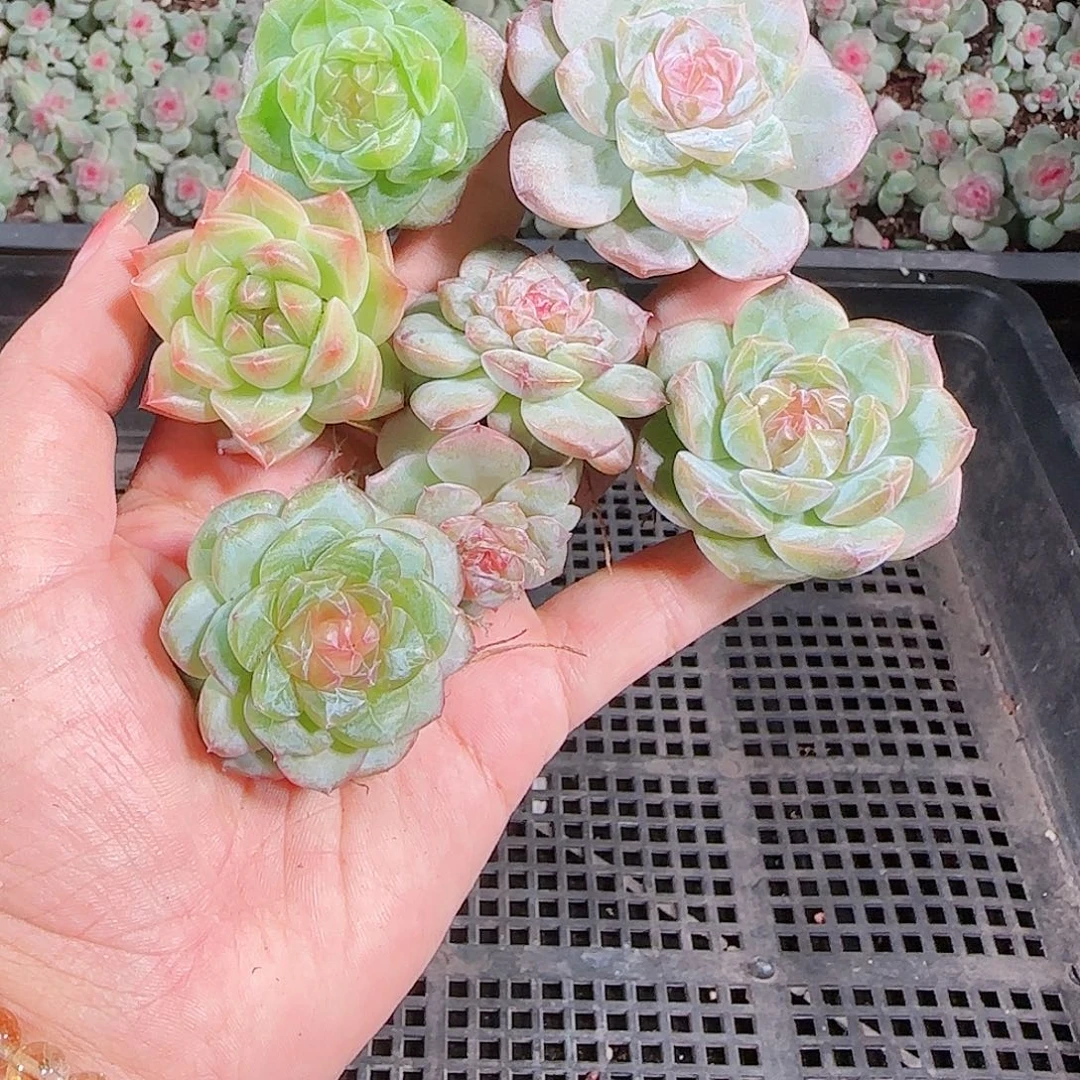 0923---188糖心珍妮