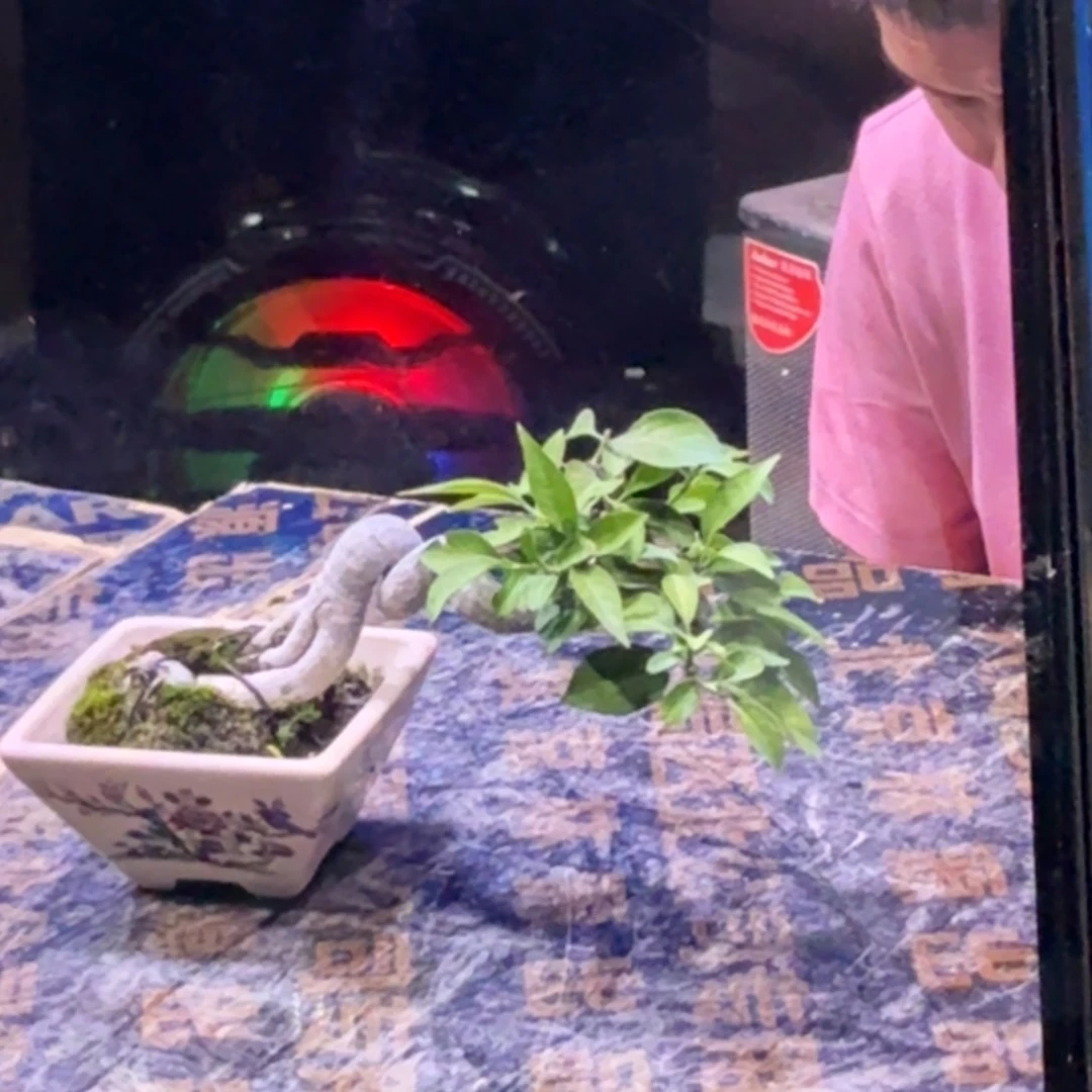 真弓一物一拍一个