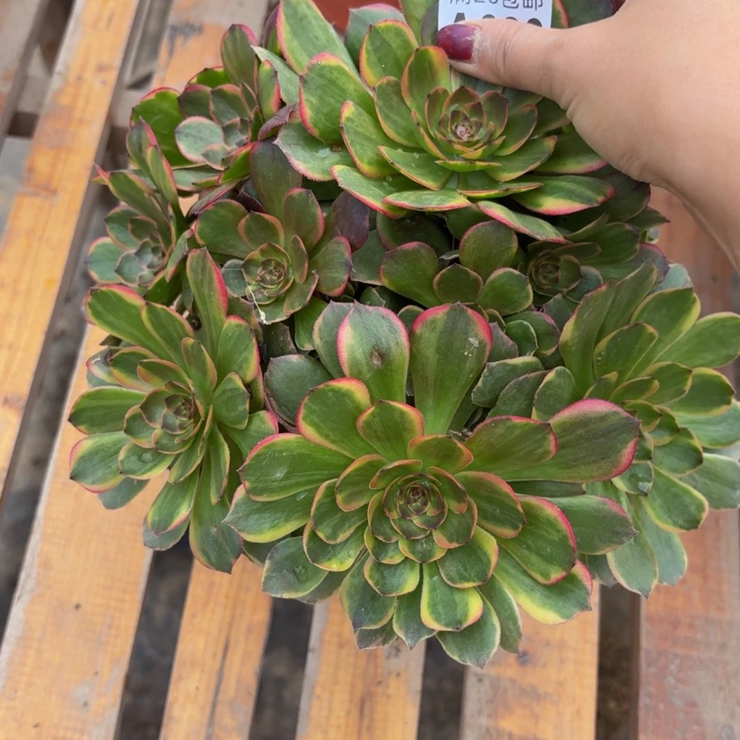 389多肉植物捧花的时候