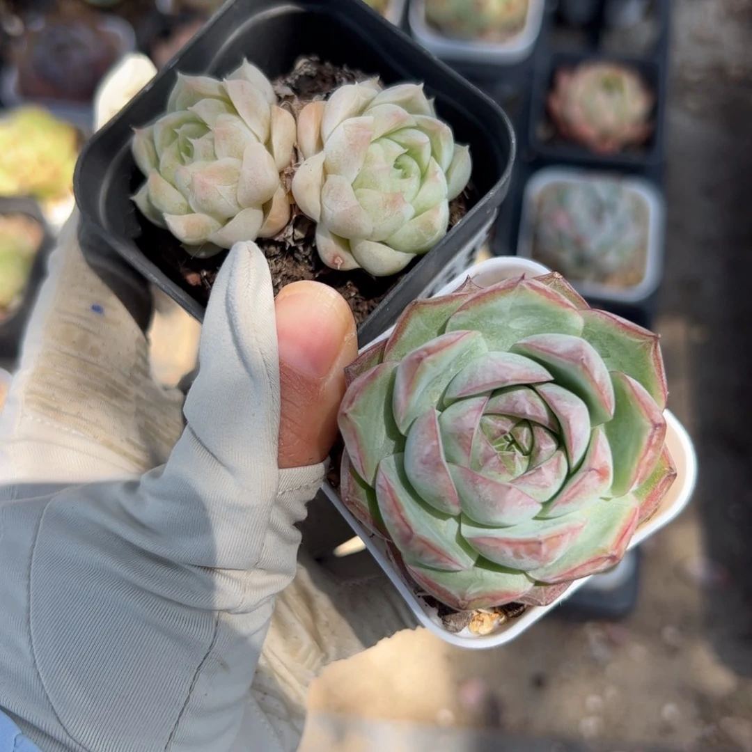 菲***士409 满38元包邮非偏远