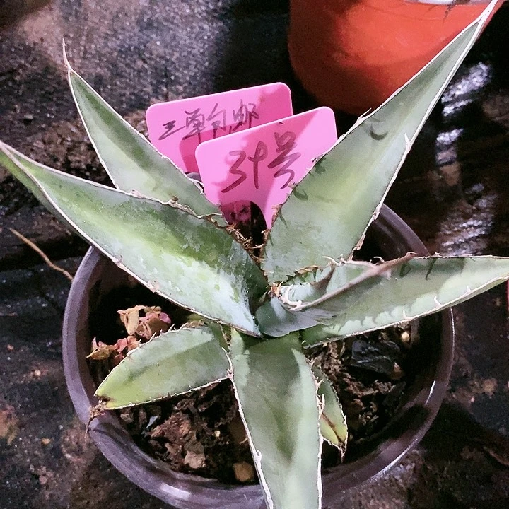 【闪购商品】无花朵龙舌兰绿植