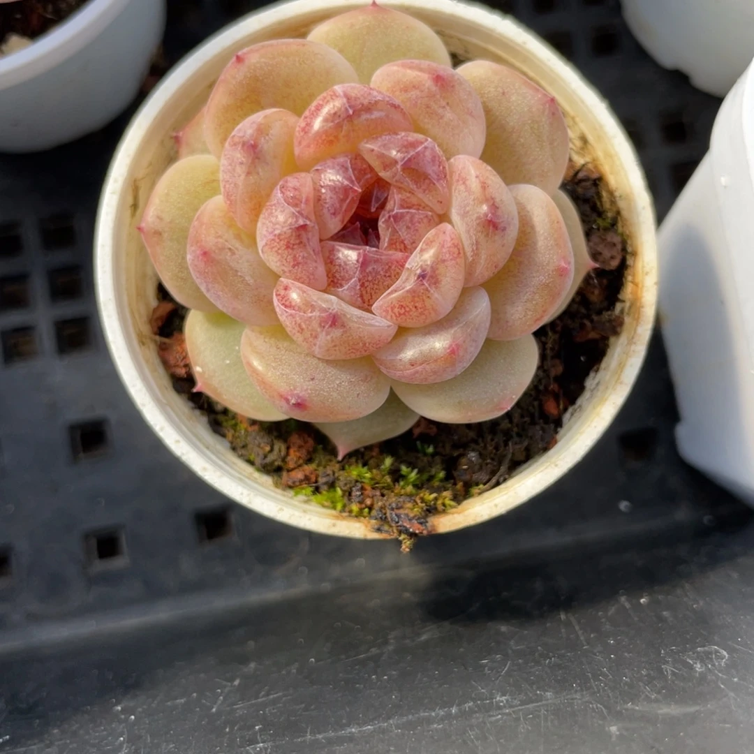 Z828恶魔珍妮单头独家