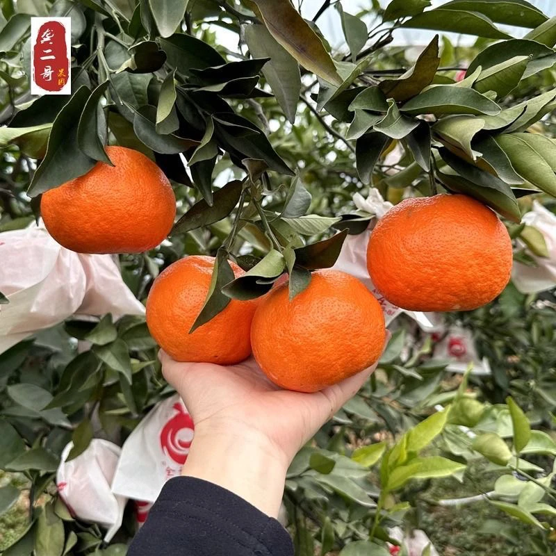 四川乐山明日见薄皮柑橘现摘现发