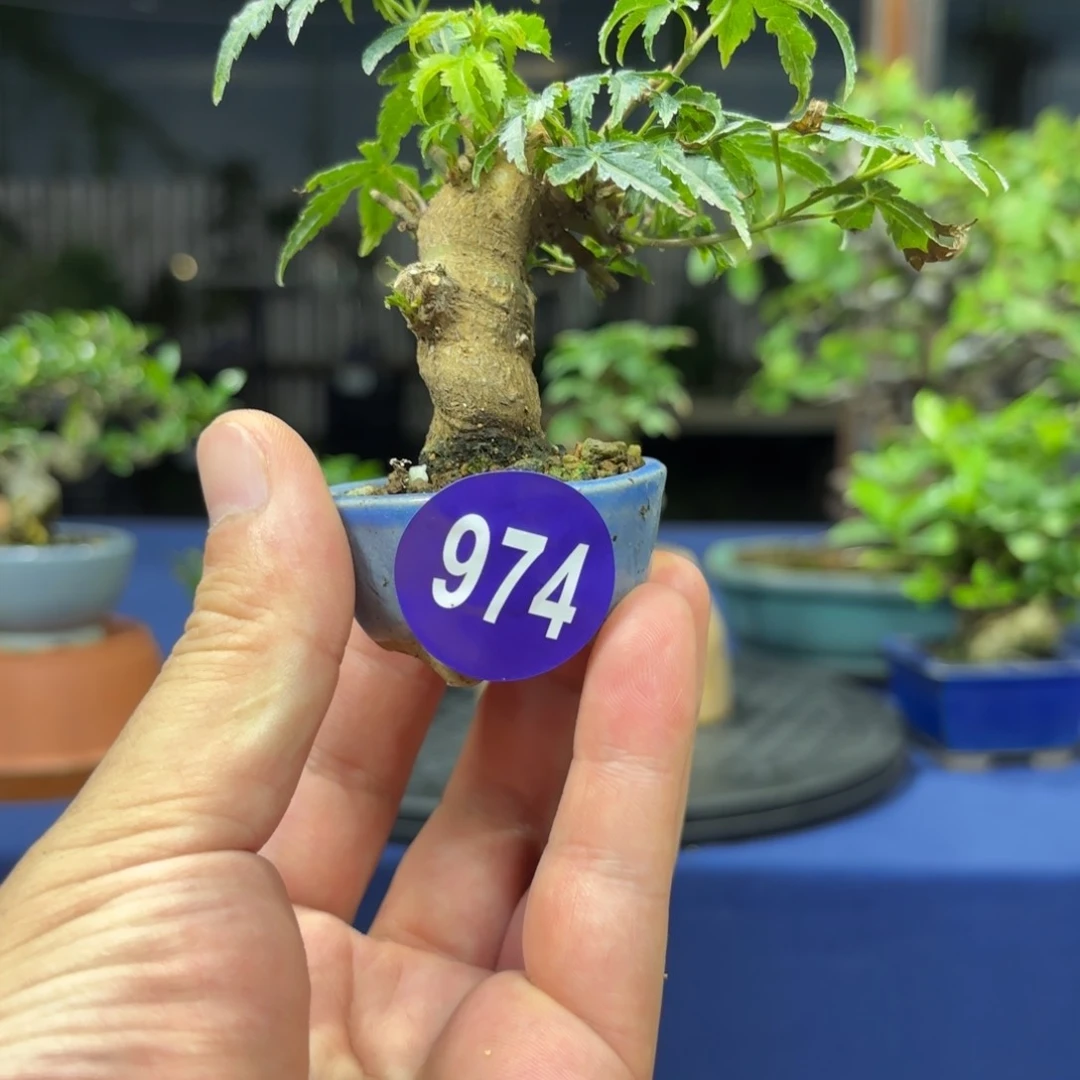 逍****京全场观众欢呼974好