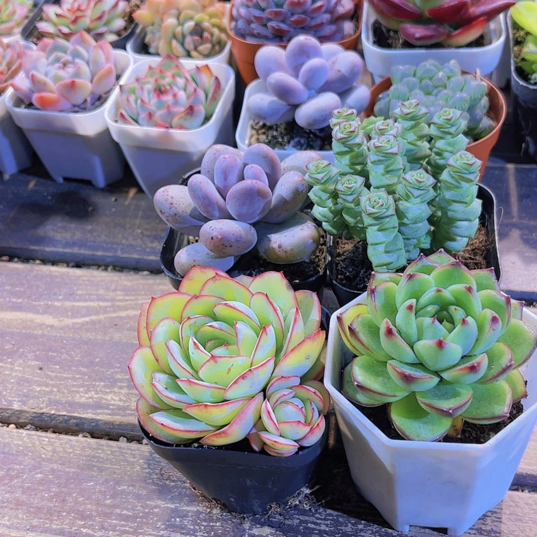 桃美人。钱多。月亮石。牡丹亭