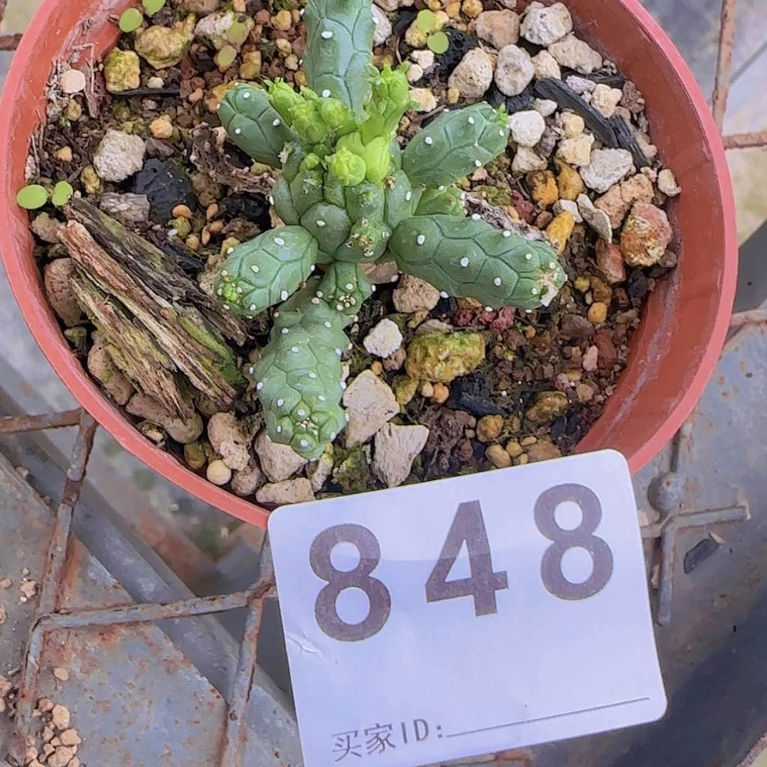 【闪购商品】Y****定块根植物