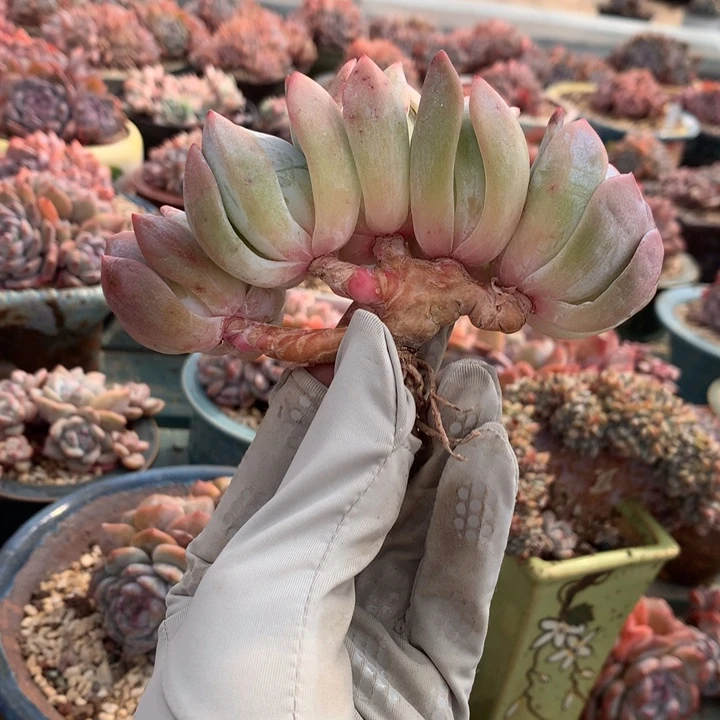 五头小树花花花花