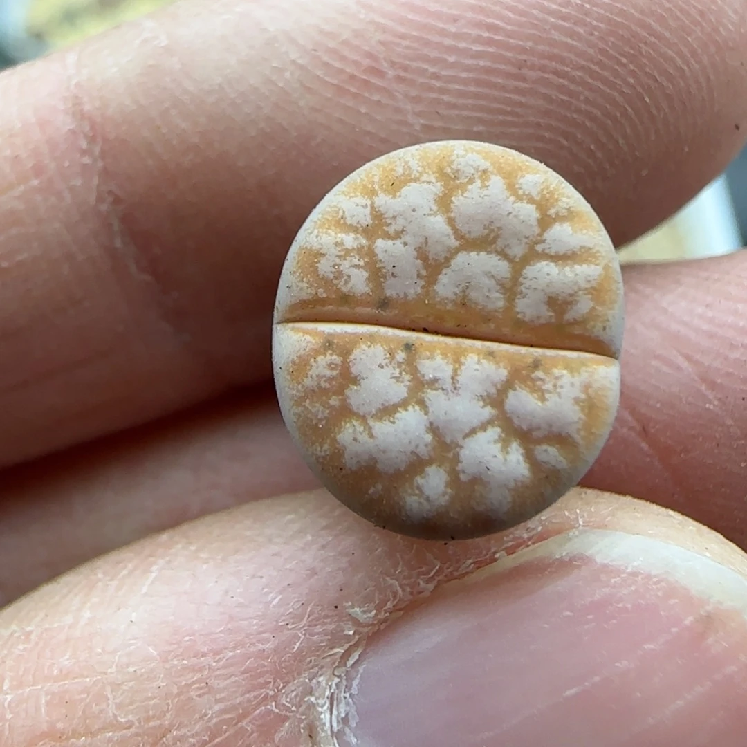 591拿铁清框福利30包邮