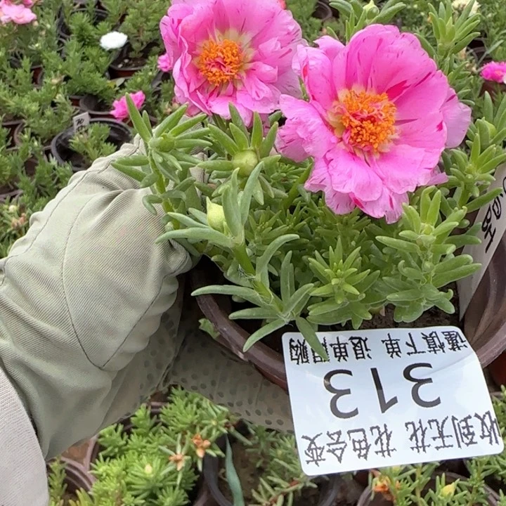 全部花朵313小苗盆口10cm