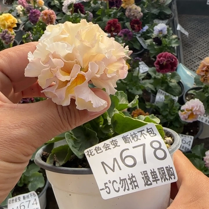 无花朵M678小苗默认苗晃零下5勿拍