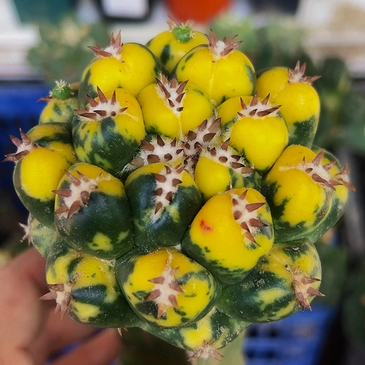 无花朵散班花锦大尤短豪刺象牙904