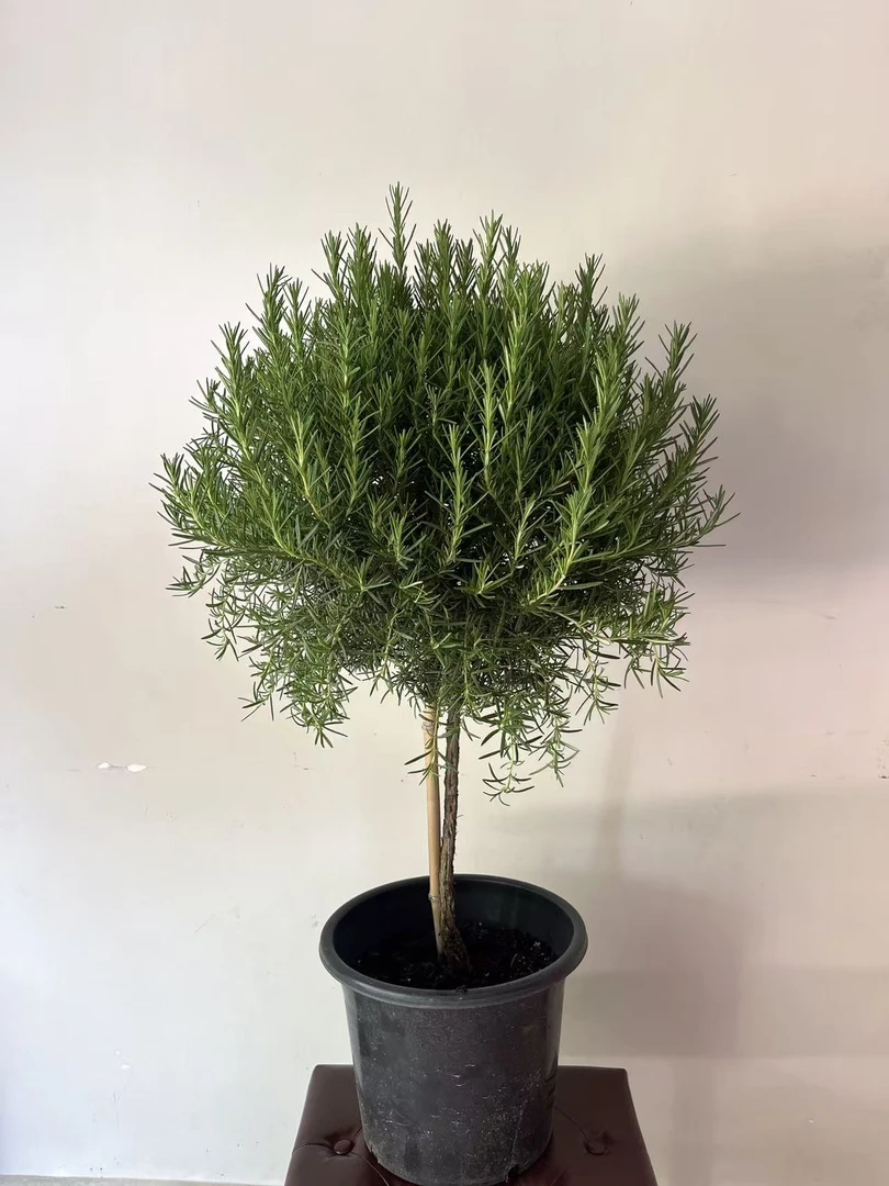 迷迭香棒棒糖老桩驱蚊香草牛排伴侣植物