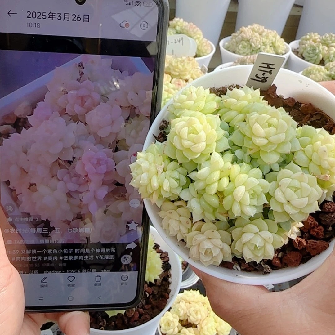 1115-62（ht-39）优选