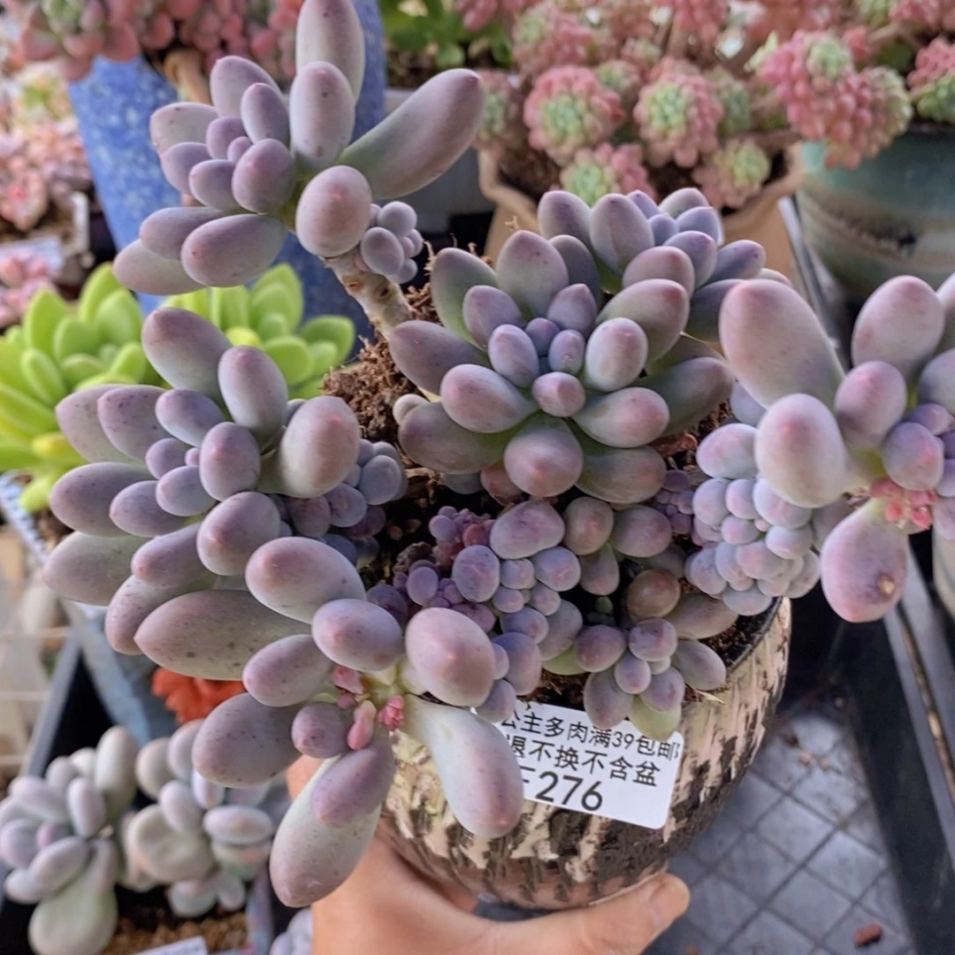 彩虹奶15cm276多肉植物
