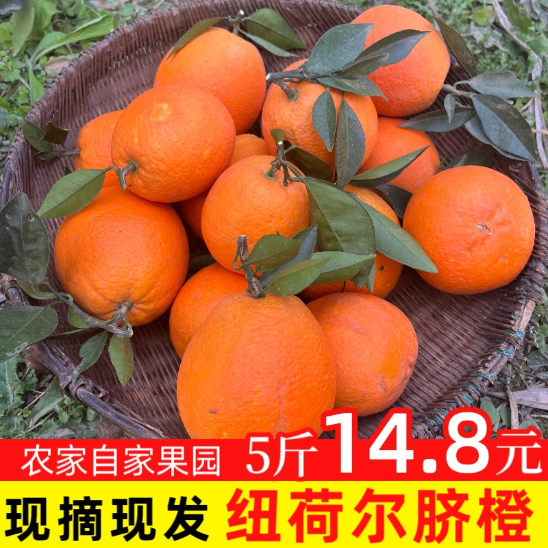 湖北纽荷尔脐橙4.5斤现摘橙子现发纽荷尔脐橙爆汁橙子香甜新鲜