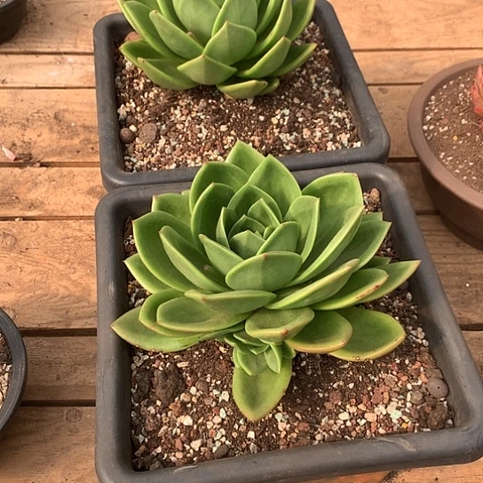 朱**妈每日特价活动开始啦