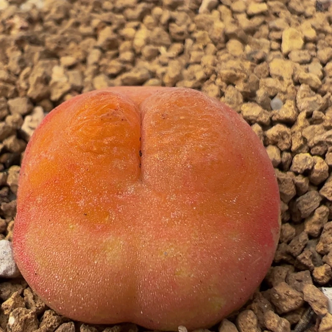 45多肉植物水蜜桃1430.5