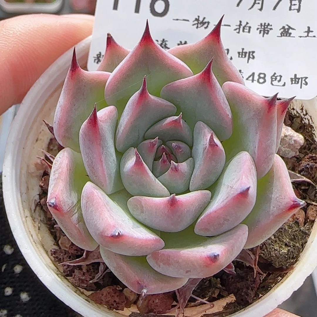 多肉0707-116黑爪