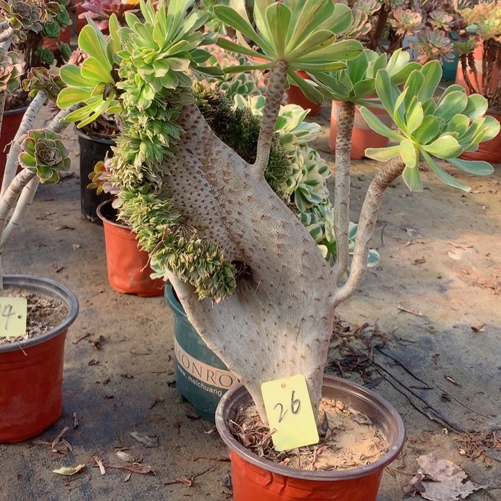 26碧螺春缀多肉一物一拍～