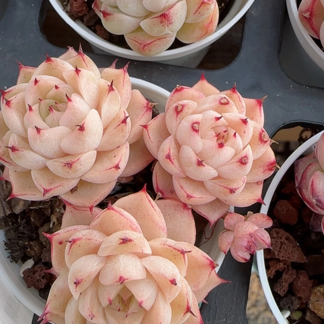 花语逸镜0213-666