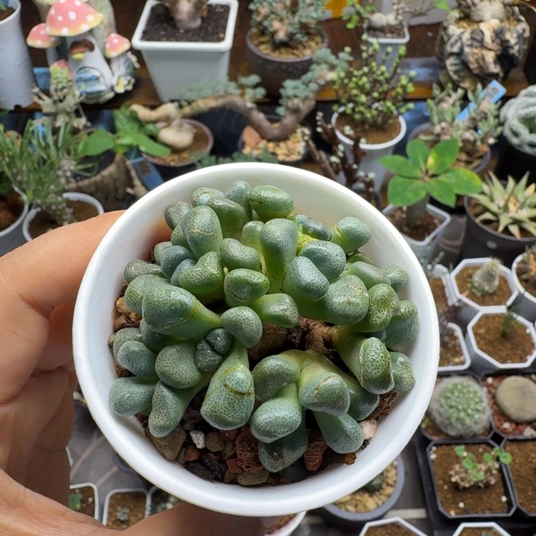 老桩唐扇406仙人掌