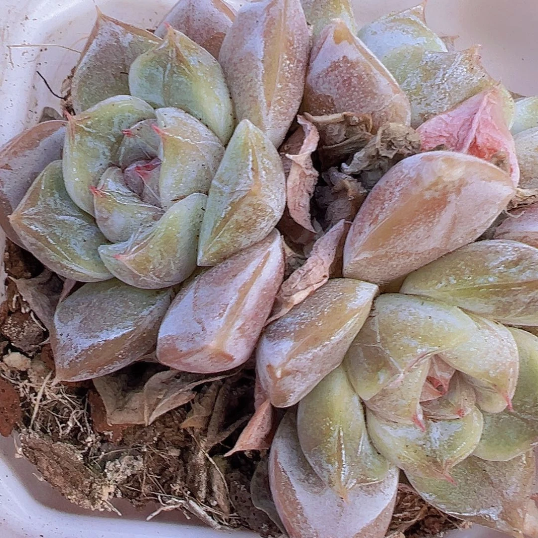 雪兔群19包邮多肉植物