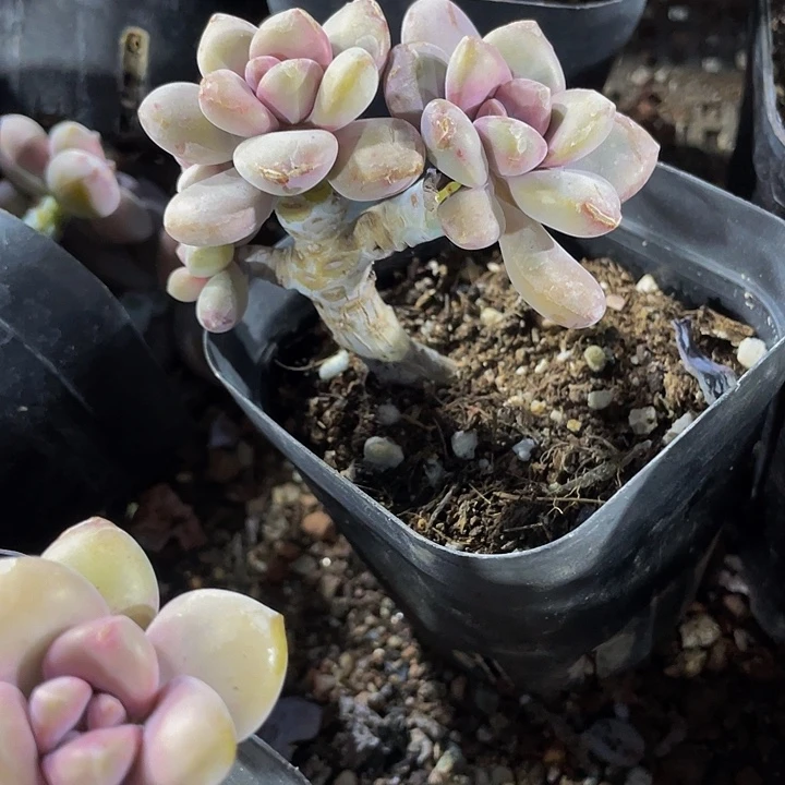 6.5方老桩美人手指