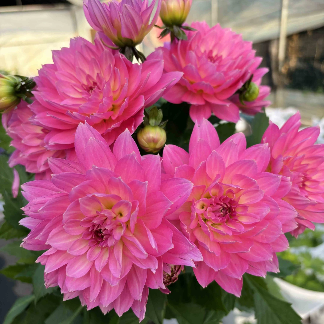 玫瑰牛奶咖啡-150#盆大丽花盆栽带花苞-2