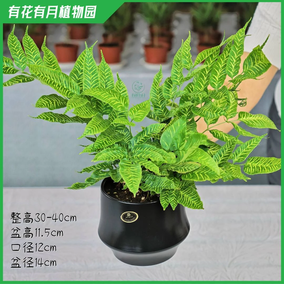 黄金斑马蕨耐阴绿植花卉多年观叶盆栽铁线蕨室内绿植盆栽四季常青