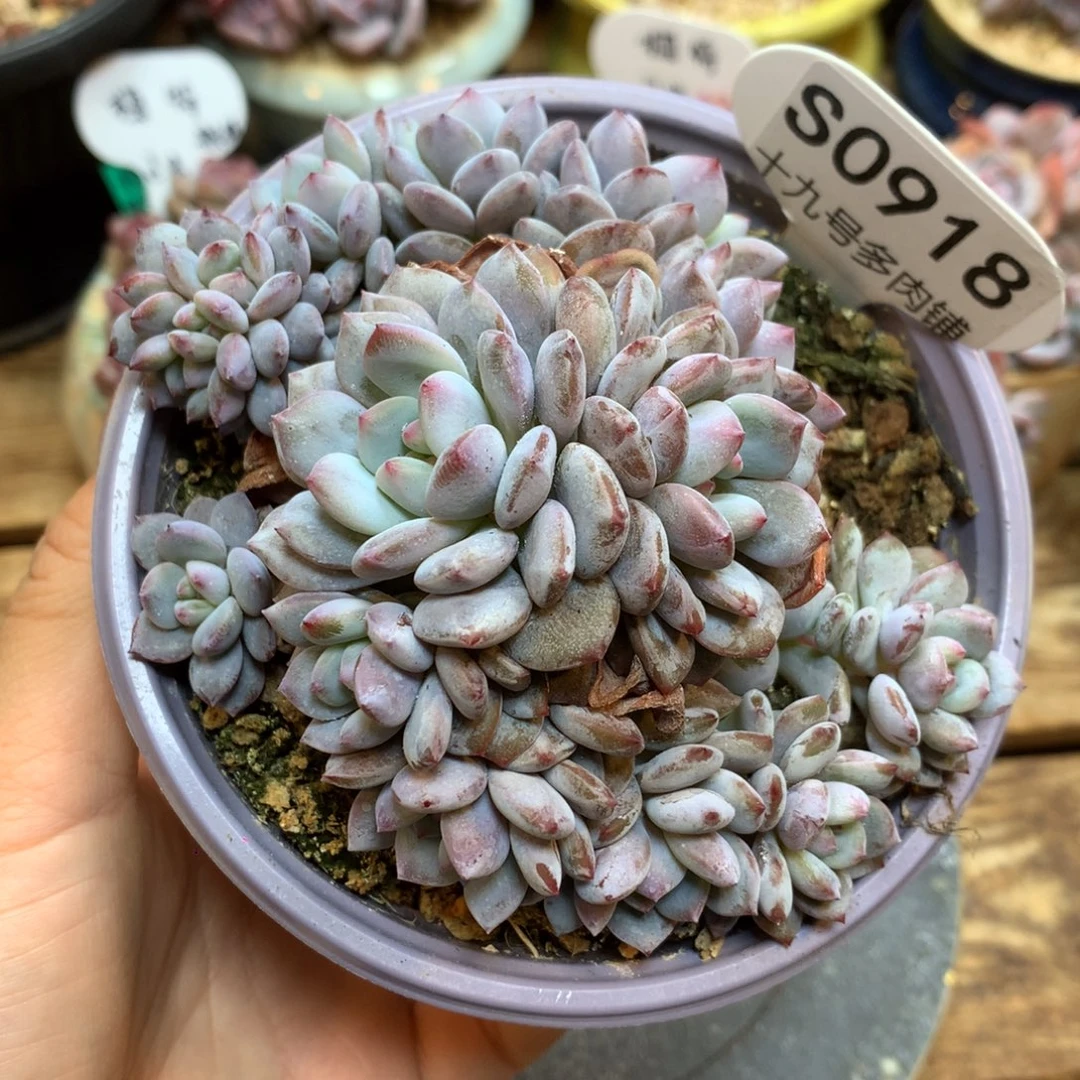 S0918 星星橙 有砍 绿菜福利