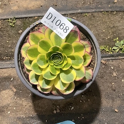 1068水中月多肉量拍单头带仔