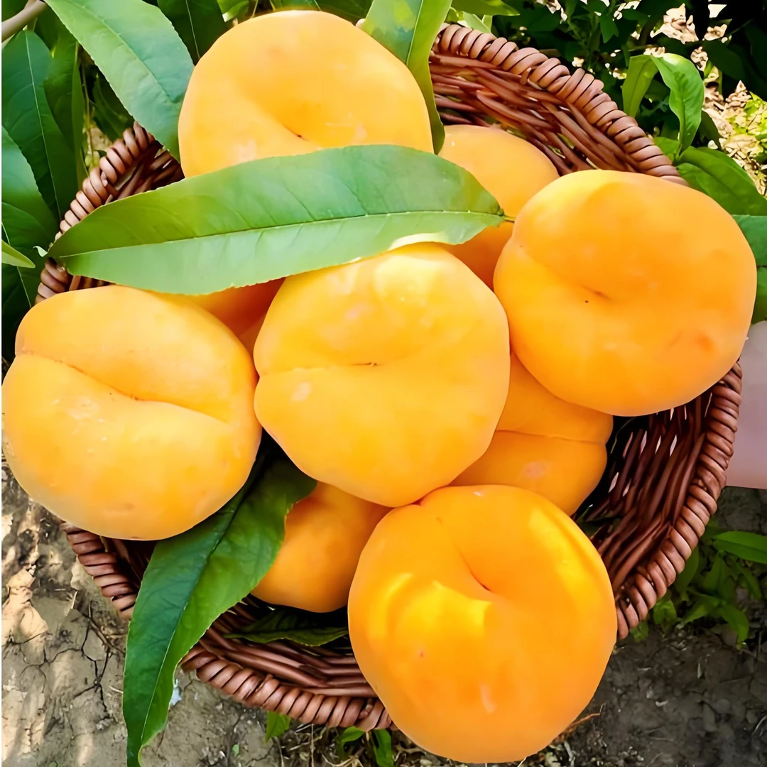 【随县黄毛蟠桃】顺丰包邮 现摘现发 脆甜多汁