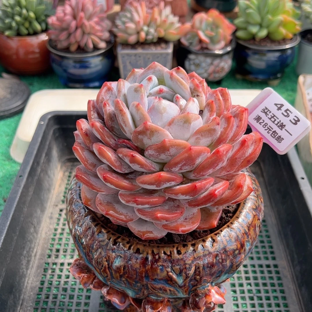 表妹精品多肉植物453.