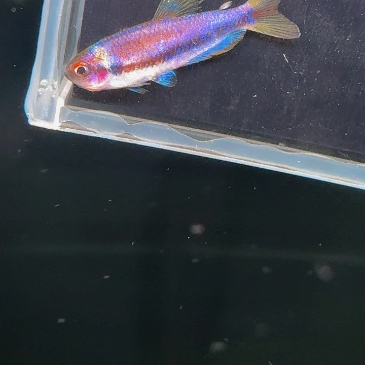 灯科鱼左下3号dy公