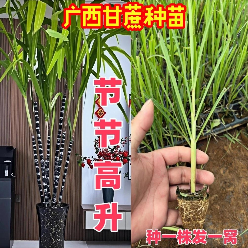 广西黑皮黄皮黄金水果甘蔗组培苗薄皮种植种苗高产抗病虫害可盆栽