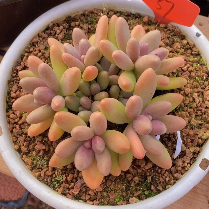 我都是要先到咯我