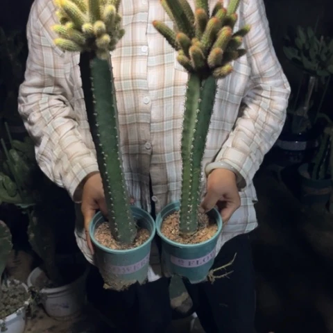 手***9金妞嫁接橙和黄一对