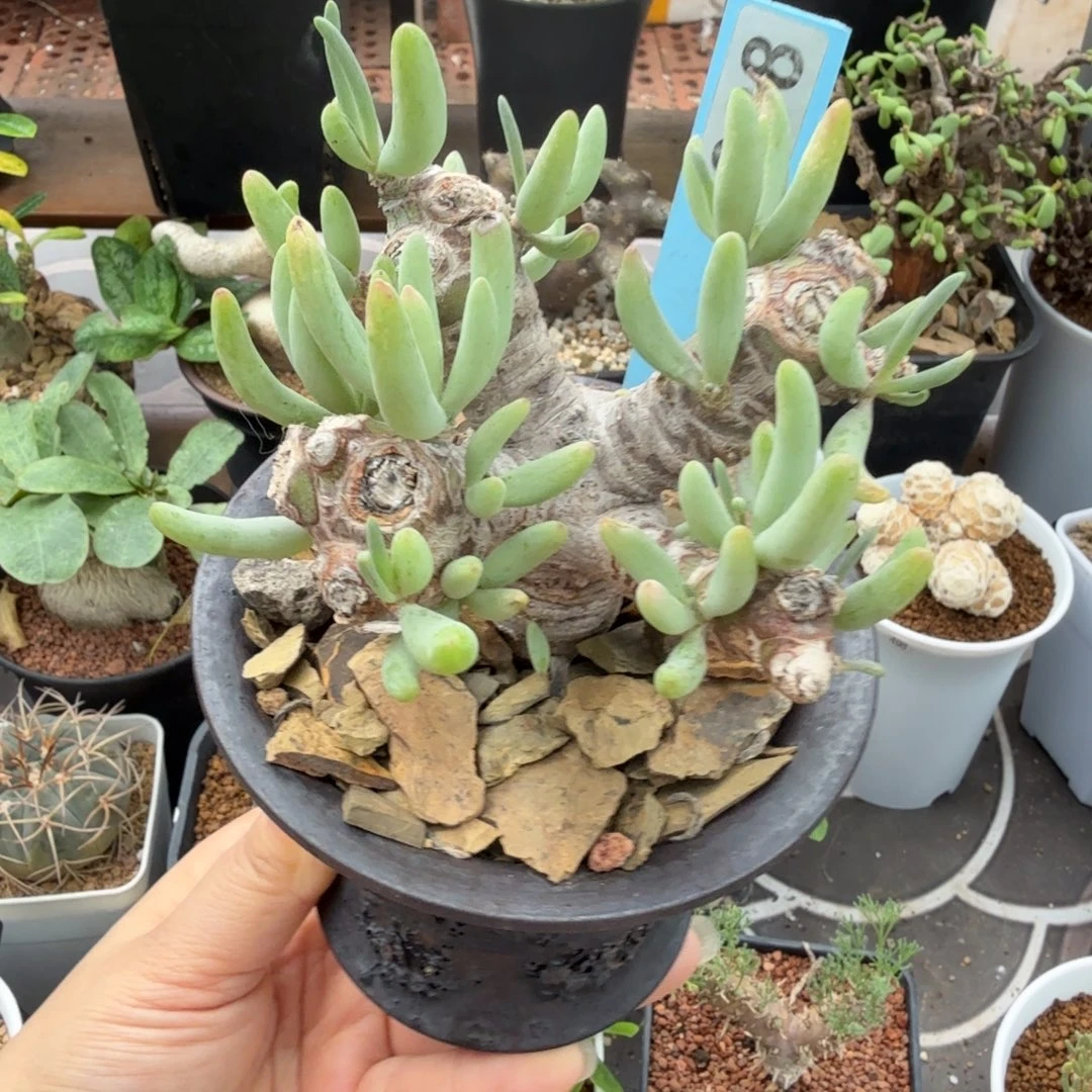 卡拉菲厚墩菊388仙人掌