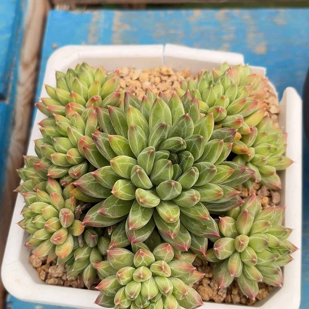多肉植物脱土包邮