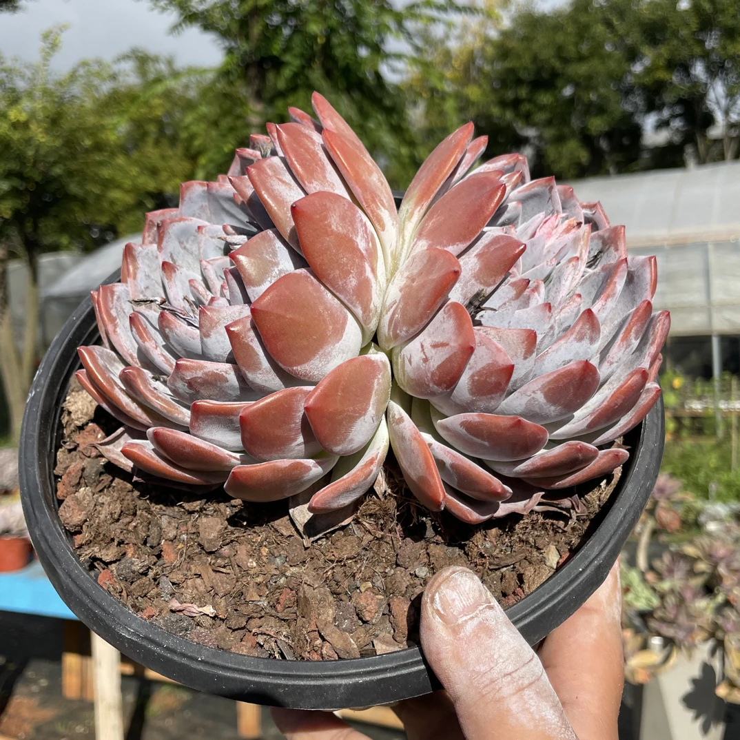 中号橙梦露金金精品多肉植物