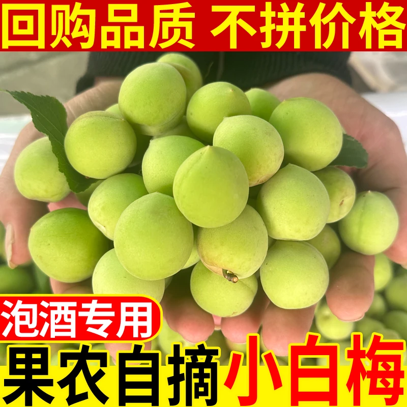 【顺丰】诏安新鲜小白梅现摘鲜果高山青梅果泡酸梅子爽口腌制酸水果