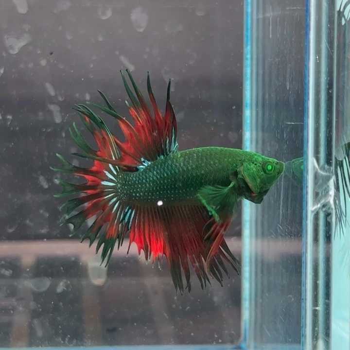 斗鱼就要努力学习生活