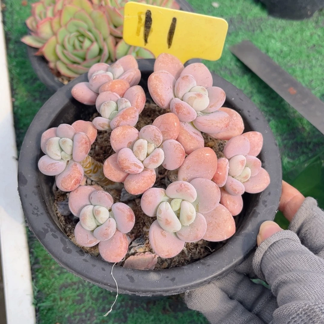 完***美11dghhjjjjjjjjjjn