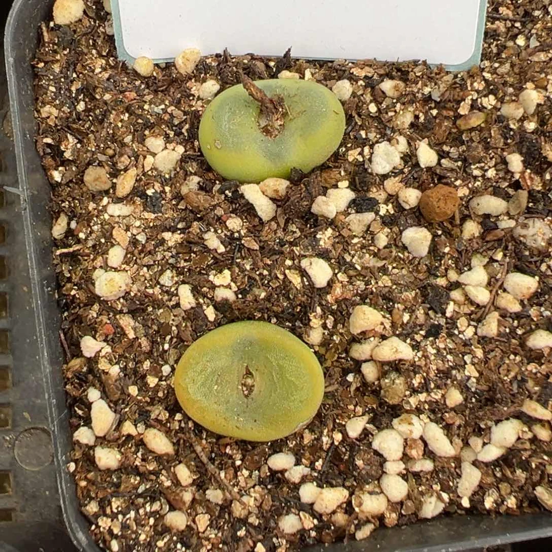 21-06水晶鞋多肉植物，