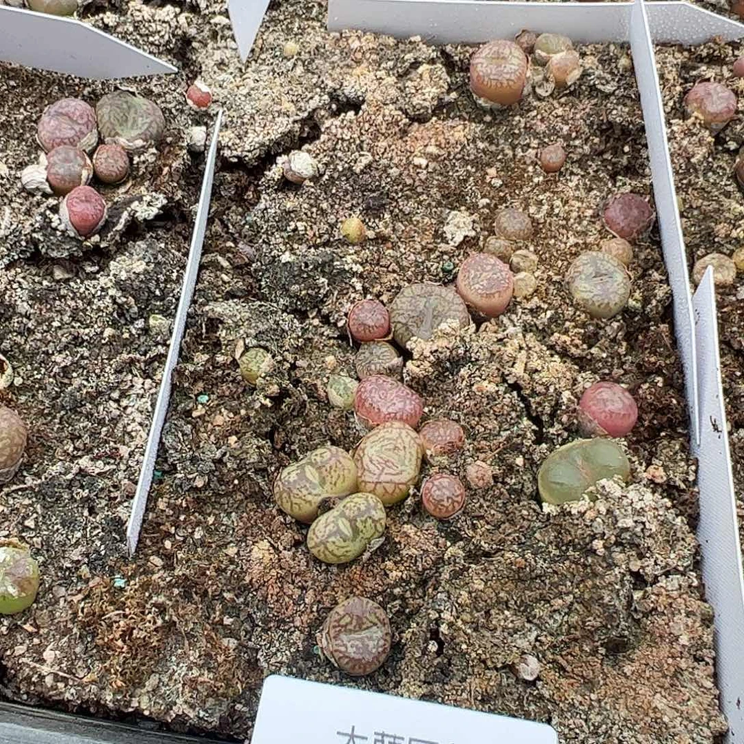 清框脱土发无售后默认有疤，539