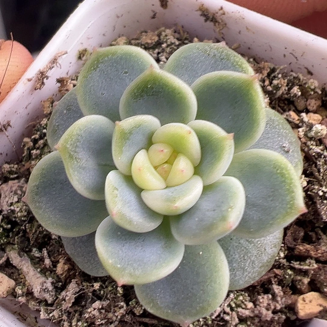 P76甜心一物一拍多肉