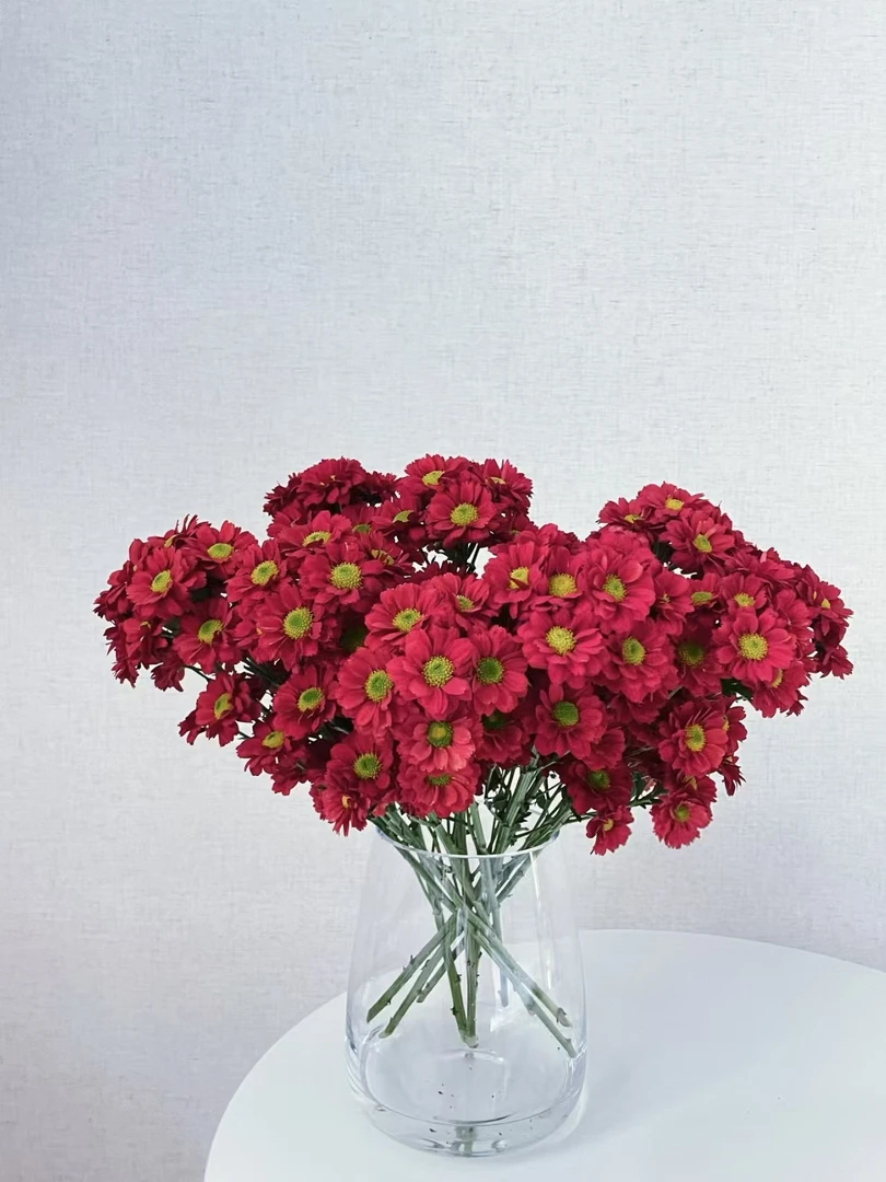 【花涧十顷】铁锈红-小菊-（注意带包装醒花哦）