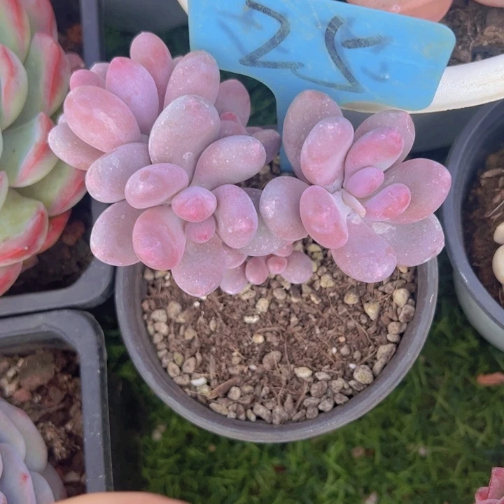 健健康康平平安安