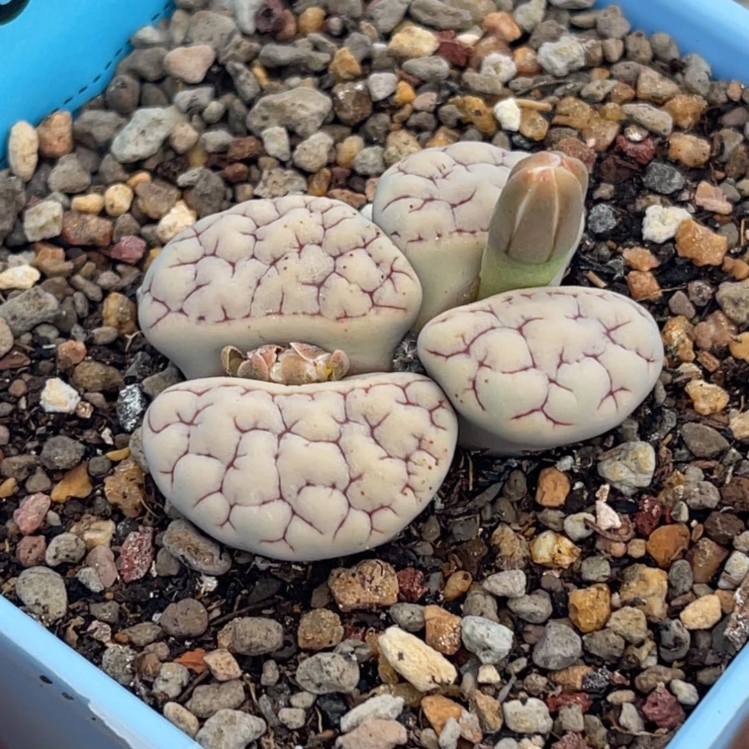 7825双头红纹189一颗