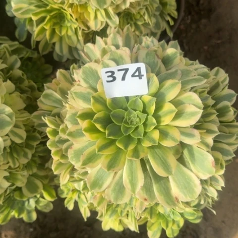 法师金丝翡翠18-40